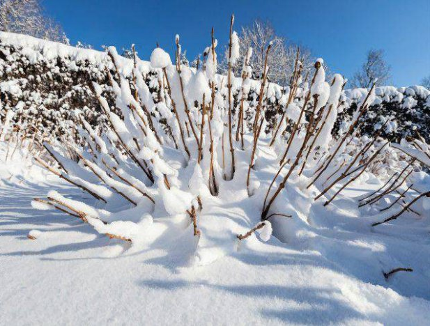 Снег защищает растения от обморожения