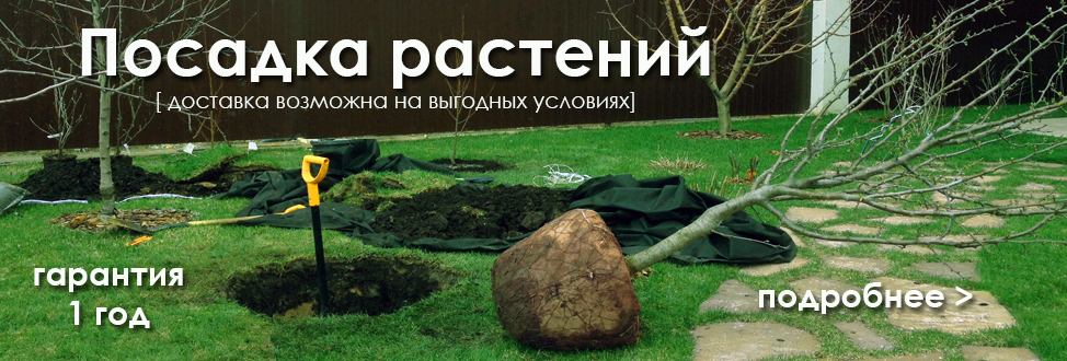 Посадка растений