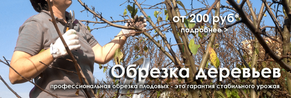 Обрезка деревьев