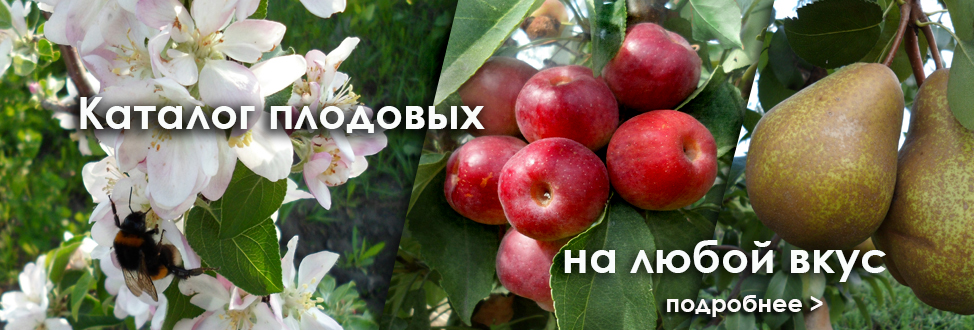 плодовые