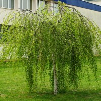 Береза повислая "Юнги" Береза повислая "Юнги"